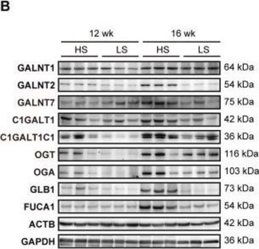 Anti-FUCA1 antibody produced in rabbit affinity isolated antibody