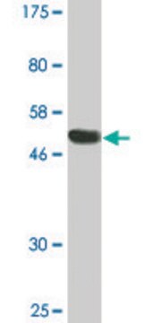 Monoclonal Anti-RGS18 antibody produced in mouse clone 1G12, purified immunoglobulin, buffered aqueous solution