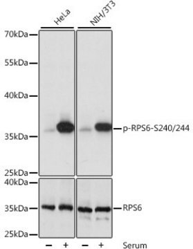 Anti-Phospho-RPS6-S240/244 antibody produced in rabbit