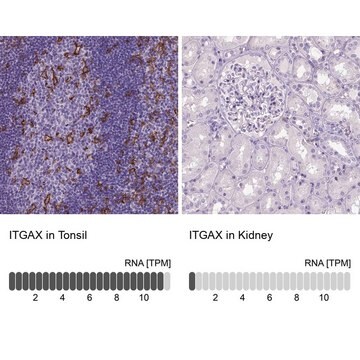 抗-ITGAX单克隆抗体 小鼠抗 Prestige Antibodies&#174; Powered by Atlas Antibodies, clone CL1831, purified immunoglobulin, buffered aqueous glycerol solution