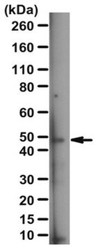 Anti-Lunapark-Antikörper serum, from rabbit