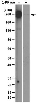 Anti-RNA-Polymerase&nbsp;II-Untereinheit&nbsp;B1 (Phospho-CTD Ser-5)-Antikörper, Klon 3E8 clone 3E8, from rat