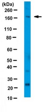 Anti-Perilipin-4, N-term Antibody 0.1&#160;mg/mL, from rabbit