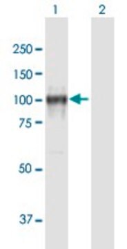 抗CDH13抗体 マウス宿主抗体 purified immunoglobulin, buffered aqueous solution