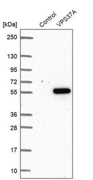 Anti-VPS37A antibody produced in rabbit Prestige Antibodies&#174; Powered by Atlas Antibodies, affinity isolated antibody, buffered aqueous glycerol solution, ab2