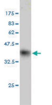 Monoclonal Anti-HOP antibody produced in mouse clone 3D6, purified immunoglobulin, buffered aqueous solution