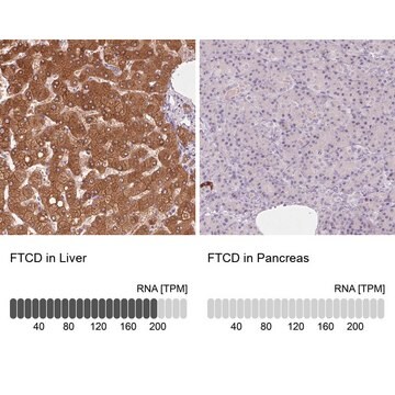 Anti-FTCD antibody produced in rabbit Prestige Antibodies&#174; Powered by Atlas Antibodies, affinity isolated antibody, buffered aqueous glycerol solution