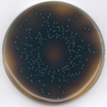 GranuCult&#174; Agar Oxford (baza) pkg of 500&#160;g, according to FDA (BAM), ISO 11290, for Listeria spp.