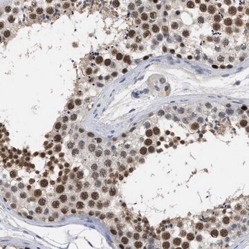 Anti-GGNBP2 antibody produced in rabbit Prestige Antibodies&#174; Powered by Atlas Antibodies, affinity isolated antibody, buffered aqueous glycerol solution