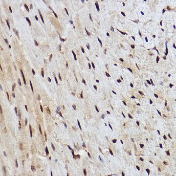 Anti-RANBP3 Antibody, clone 8H7W3, Rabbit Monoclonal