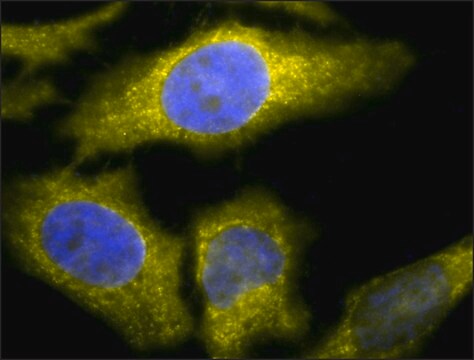 Monoclonal Anti-Tcp1 Alpha - Fitc antibody produced in rat clone 91a, purified immunoglobulin