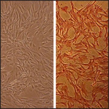 Bovine Aortic Smooth Muscle Cells: BAOSMC (Cryovial)