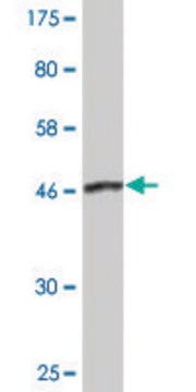 Monoclonal Anti-DCTN1 antibody produced in mouse clone 2E4-1C2, purified immunoglobulin, buffered aqueous solution