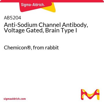 Anti-Natriumkanal-Antikörper, spannungsgesteuert, Gehirn Typ&nbsp;I Chemicon&#174;, from rabbit