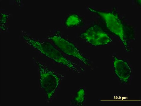 Monoclonal Anti-HSPE1 antibody produced in mouse clone 4C11-B11, purified immunoglobulin, buffered aqueous solution