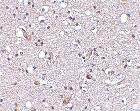 Anti-Nhe-1 (ab1) antibody produced in rabbit affinity isolated antibody, buffered aqueous solution