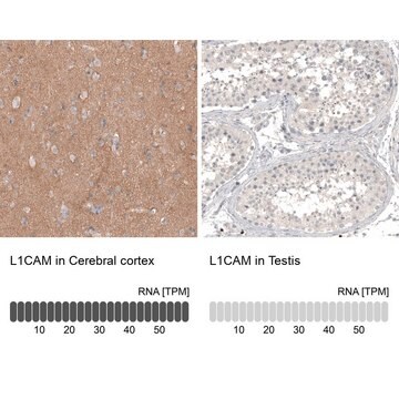 Anti-L1CAM antibody produced in mouse Prestige Antibodies&#174; Powered by Atlas Antibodies, clone CL12984, purified by using Protein A, buffered aqueous glycerol solution