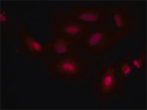 Anti-SMAD7 antibody produced in rabbit ~1.0&#160;mg/mL, affinity isolated antibody