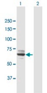 Anti-MOXD1 antibody produced in mouse purified immunoglobulin, buffered aqueous solution