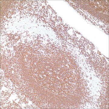 CD20 (L26) Mouse Monoclonal Antibody