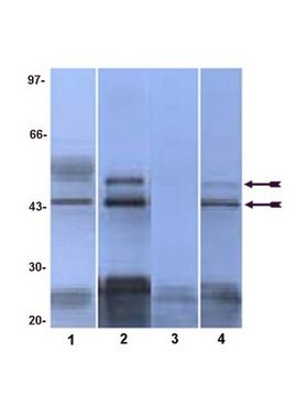 Anti-Phospho-JNK-Antikörper (Thr183/Tyr185, Thr221/Tyr223) from rabbit, purified by affinity chromatography