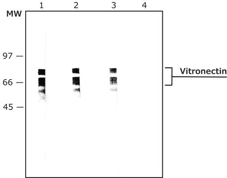 Monoclonal Anti-Vitronectin antibody produced in mouse clone VIT-2, ascites fluid