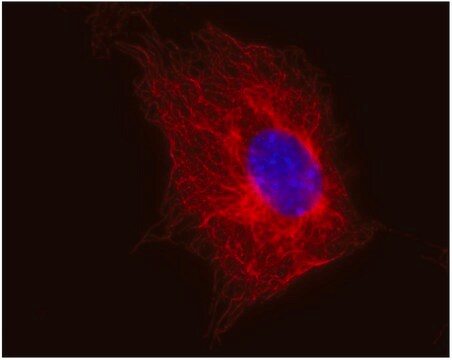 Monoclonal Anti-betaTubulin antibody produced in mouse clone TU-06