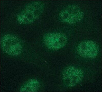 Monoklonalna anty-fosfo-RNA polimeraza II CTD (pSer5) clone 1H4B6, purified from hybridoma cell culture