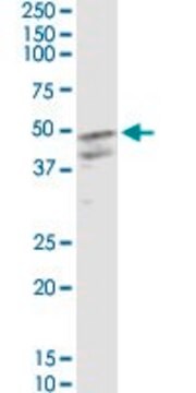 Monoclonal Anti-CSF2 antibody produced in mouse clone 2G9, purified immunoglobulin, buffered aqueous solution