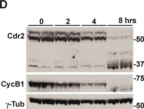 Anti-Cyclin B1 antibody produced in rabbit IgG fraction of antiserum, buffered aqueous solution