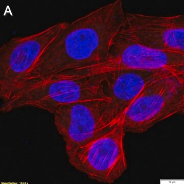 Anti-CD226/DNAM-1 Antibody, clone LeoA1 ZooMAb&#174; Mouse Monoclonal recombinant, expressed in HEK 293 cells