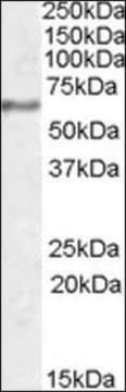 Anti-SYT1 antibody produced in goat affinity isolated antibody, buffered aqueous solution