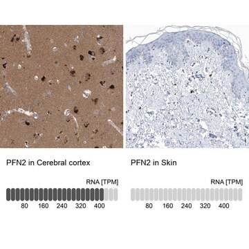 Anti-PFN2 antibody produced in rabbit Prestige Antibodies&#174; Powered by Atlas Antibodies, affinity isolated antibody, buffered aqueous glycerol solution