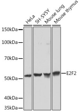 Anti-E2F2 Antibody, clone 1H7D6, Rabbit Monoclonal