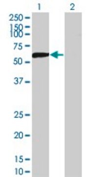 モノクローナル抗DPYSL5抗体 マウス宿主抗体 clone 2G4, purified immunoglobulin, buffered aqueous solution