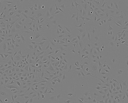 Zelllinie A549 human NOTE: Both the cell line and DNA from the cell line may be available for this product. Please choose -1VL or VIAL for cells, or -DNA-5UG for DNA, 86012804, human lung (carcinoma), Epithelial