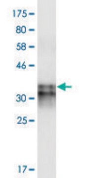 Monoclonal Anti-HCRTR2 antibody produced in mouse clone 1E3, purified immunoglobulin, buffered aqueous solution