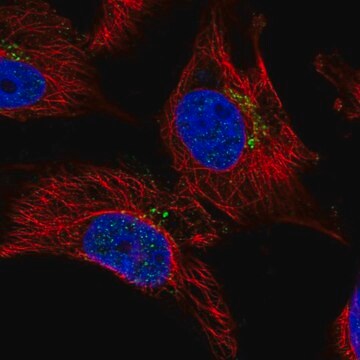 Anti-DNM3 antibody produced in rabbit Prestige Antibodies&#174; Powered by Atlas Antibodies, affinity isolated antibody