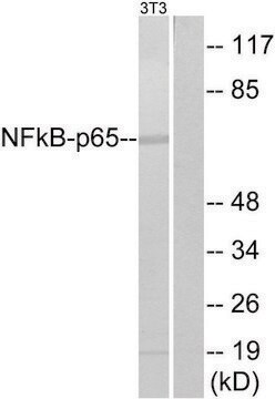 抗-NF-&#954;B p65 兔抗 affinity isolated antibody