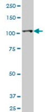 Monoclonal Anti-HK2, (C-terminal) antibody produced in mouse clone 4H1, purified immunoglobulin, buffered aqueous solution