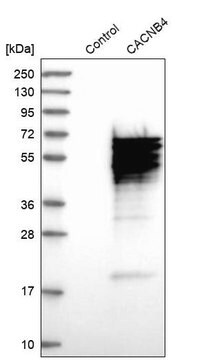 Anti-CACNB4 antibody produced in rabbit Prestige Antibodies&#174; Powered by Atlas Antibodies, affinity isolated antibody, buffered aqueous glycerol solution