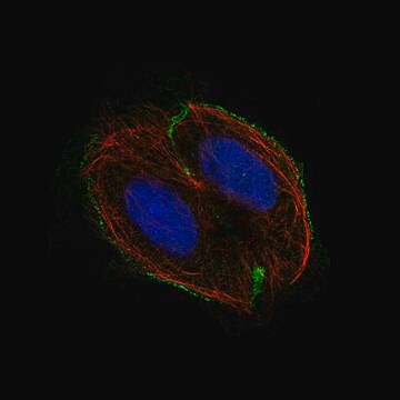 Monoklonalny anty-CSF1R Prestige Antibodies&#174; Powered by Atlas Antibodies, clone CL11653, purified immunoglobulin, buffered aqueous glycerol solution