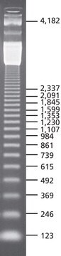 123 bp DNA Ladder for DNA electrophoresis