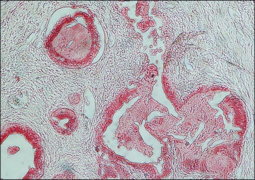 抗ウサギIgG (全分子)-アルカリフォスファターゼ ヤギ宿主抗体 affinity isolated antibody, buffered aqueous solution