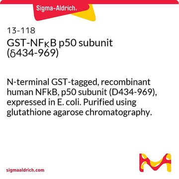 Subunidad GST-NF&#954;B p50 (&#948;434-969) N-terminal GST-tagged, recombinant human NFkB, p50 subunit (D434-969), expressed in E. coli. Purified using glutathione agarose chromatography.