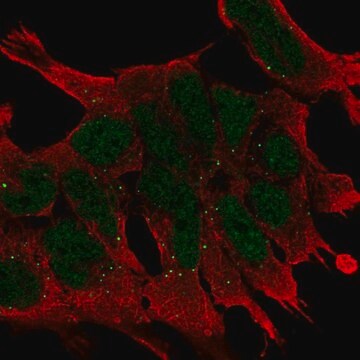 Anti-WNT2B antibody produced in rabbit Prestige Antibodies&#174; Powered by Atlas Antibodies, affinity isolated antibody