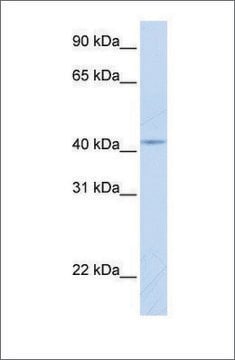 Anti-COX10 antibody produced in rabbit affinity isolated antibody