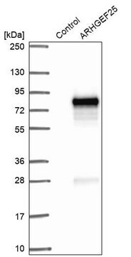 Anti-ARHGEF25 antibody produced in rabbit Prestige Antibodies&#174; Powered by Atlas Antibodies, affinity isolated antibody, buffered aqueous glycerol solution