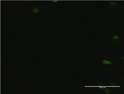 Monoclonal Anti-PTBP2 antibody produced in mouse clone 2B11, purified immunoglobulin, buffered aqueous solution