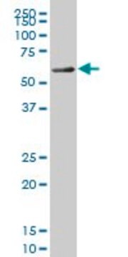 ANTI-FOXC2 antibody produced in mouse clone 3E6, purified immunoglobulin, buffered aqueous solution